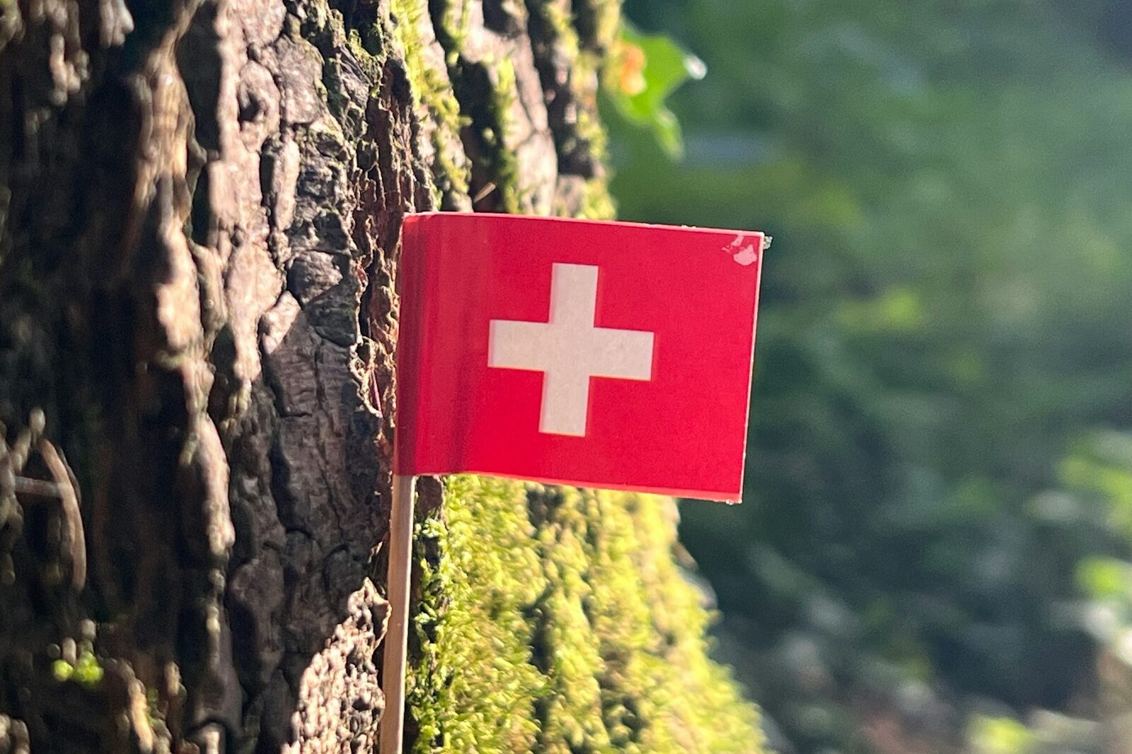 a swiss flag is hanging on a tree